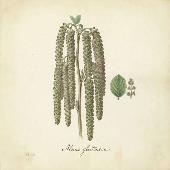 alder catkin botanical plate
