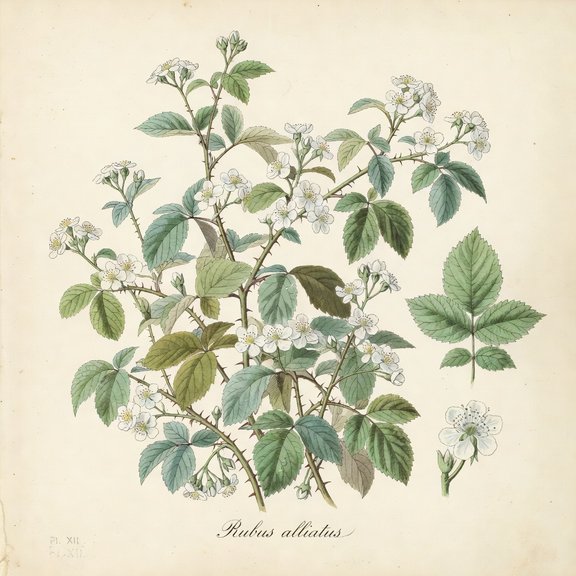 allied bramble botanical plate