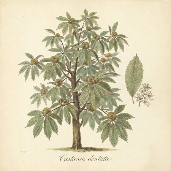 American Chestnut botanical plate