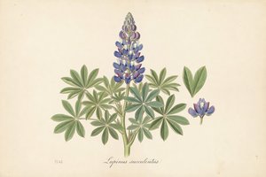 Arroyo Lupine botanical plate