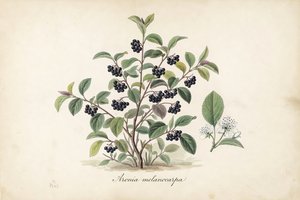 Black Chokeberry botanical plate