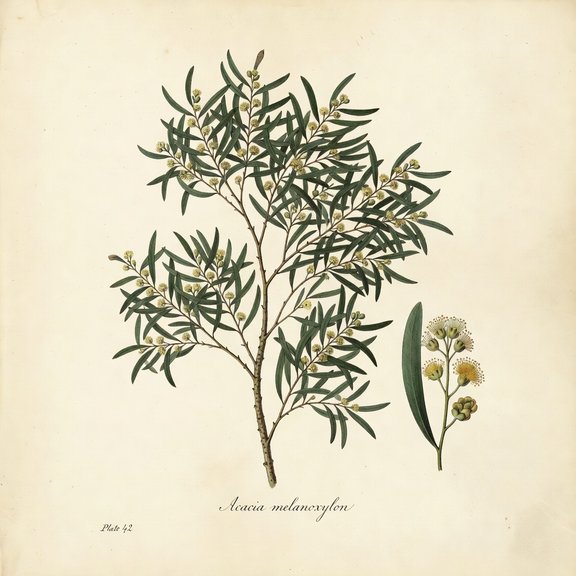 Blackwood botanical plate