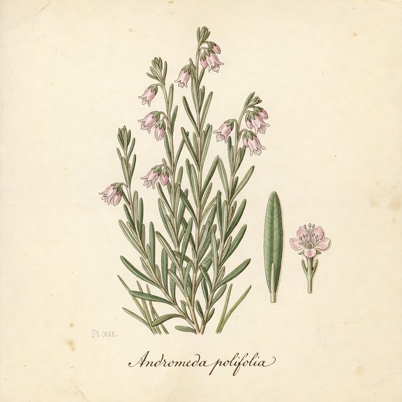 Bog Rosemary botanical plate