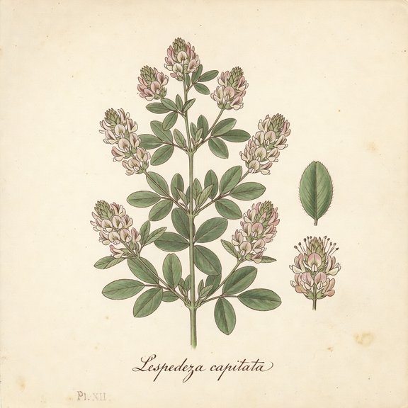 Bush Clover botanical plate