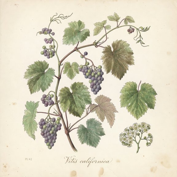 California Wild Grape botanical plate