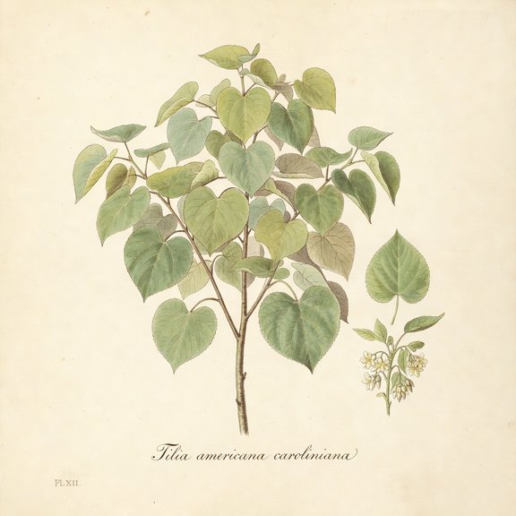 Carolina Basswood botanical plate