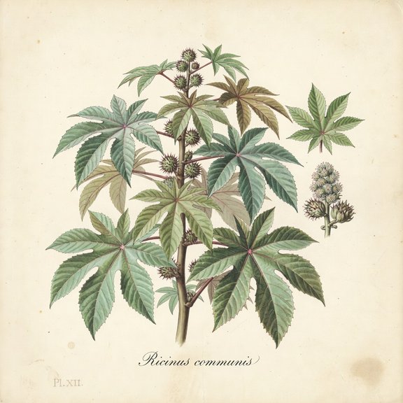 Castor bean botanical plate