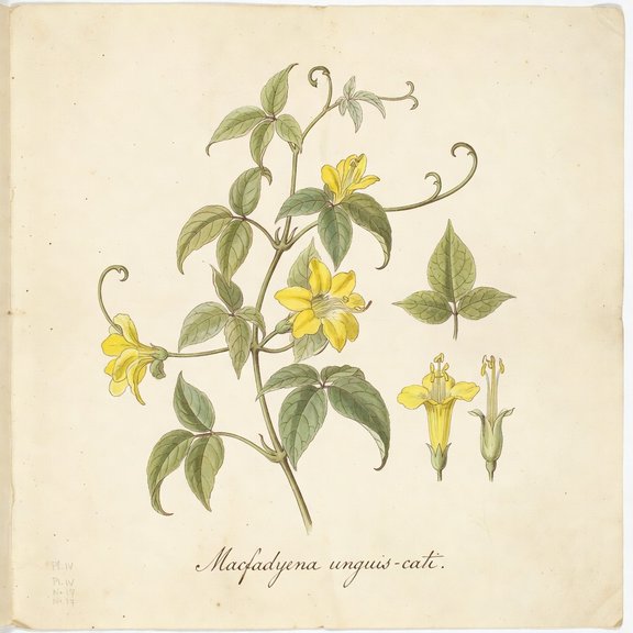 Cat's Claw Vine botanical plate