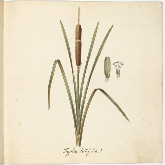 Cattail botanical plate