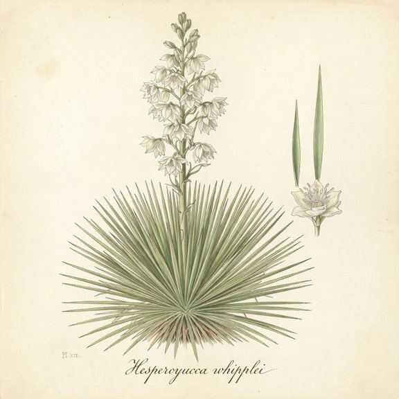 Chaparral Yucca botanical plate