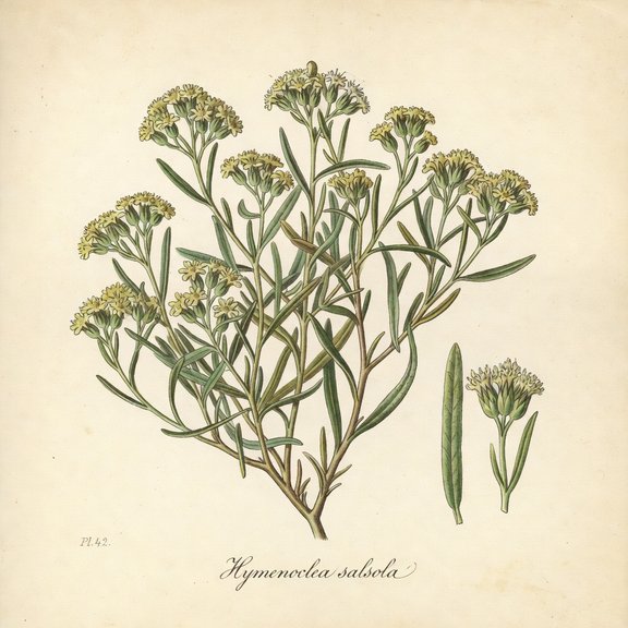 Cheesebush botanical plate
