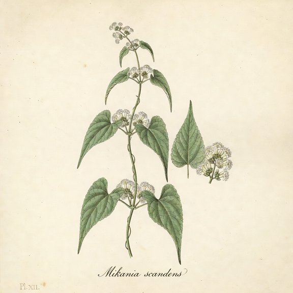 Climbing Hempvine botanical plate