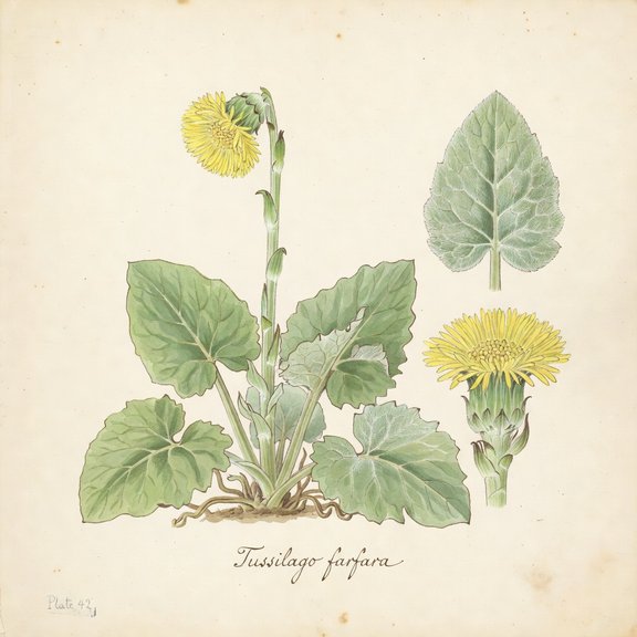 Coltsfoot botanical plate