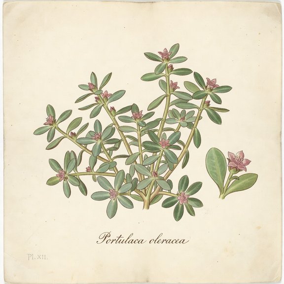 Common Purslane botanical plate