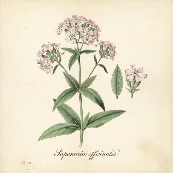 Common Soapwort botanical plate