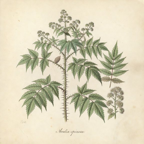 Devil's Walkingstick botanical plate