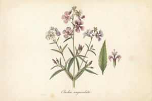 Elegant Clarkia botanical plate
