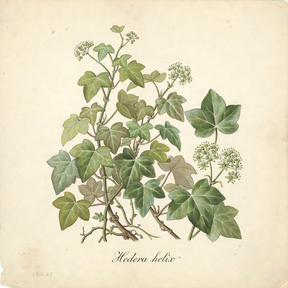 English Ivy botanical plate