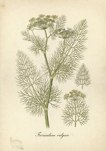 Fennel botanical plate
