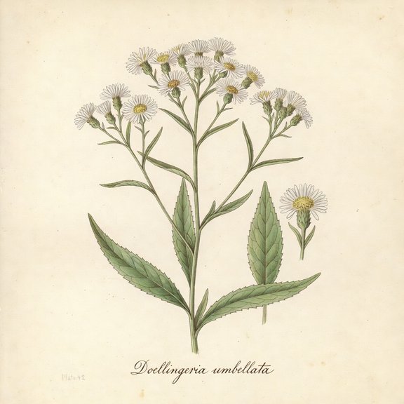 Flat-Topped Aster botanical plate