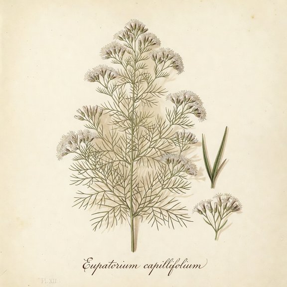 Florida Thoroughwort botanical plate