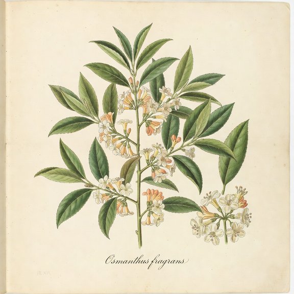 Fragrant Tea Olive botanical plate