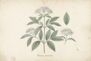 Gray Dogwood botanical plate