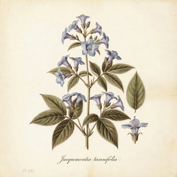 Hairy clustervine botanical plate