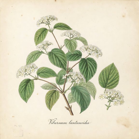 hobblebush botanical plate