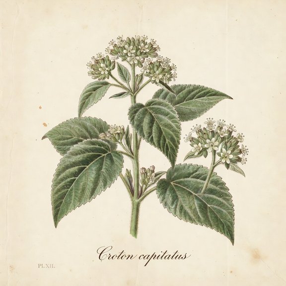 Hogwort botanical plate
