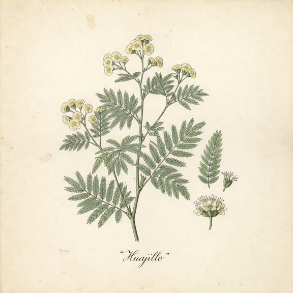 Huajillo botanical plate
