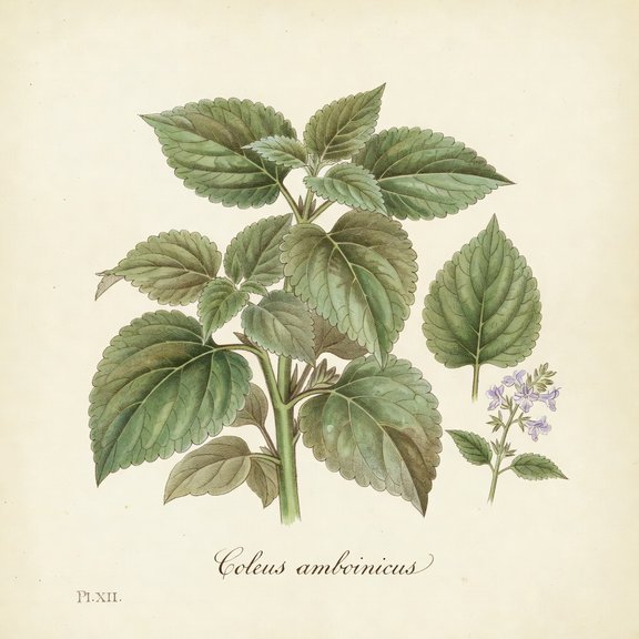 Indian Borage botanical plate