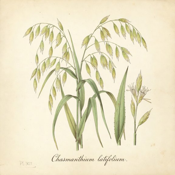 Inland sea oat botanical plate