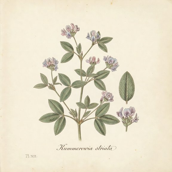 Japanese Clover botanical plate