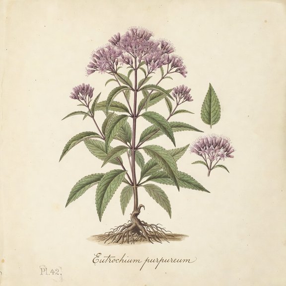 Joe-Pye botanical plate