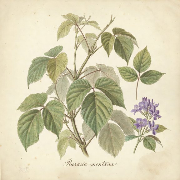 Kudzu botanical plate
