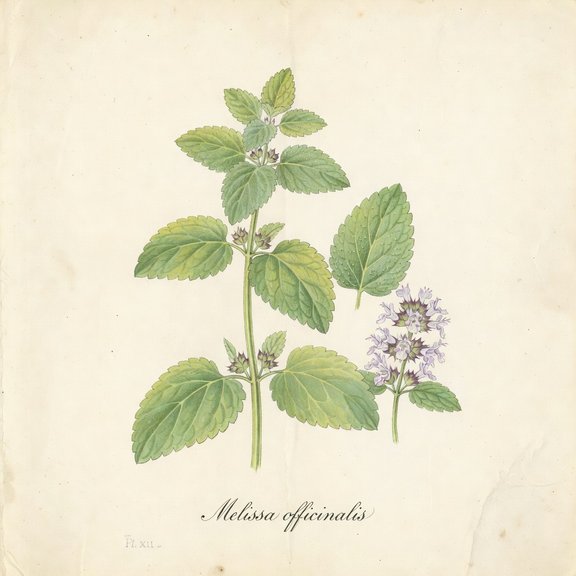 Lemon Balm botanical plate