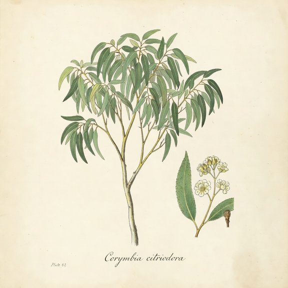 Lemon Gum Eucalyptus botanical plate
