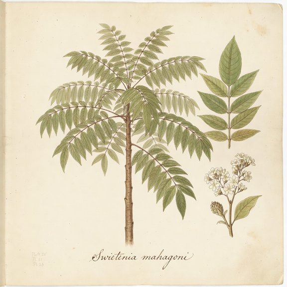 mahogany botanical plate