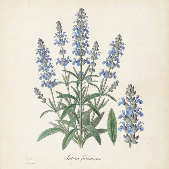 Mealy Blue Sage botanical plate
