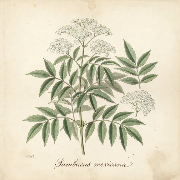 Mexican Elderberry botanical plate