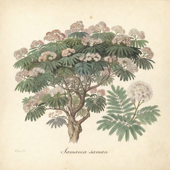 Monkeypod botanical plate