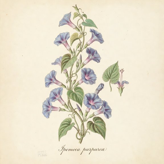 morning glory botanical plate