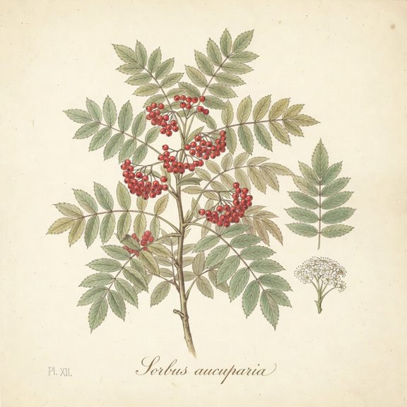 Mountain Ash botanical plate