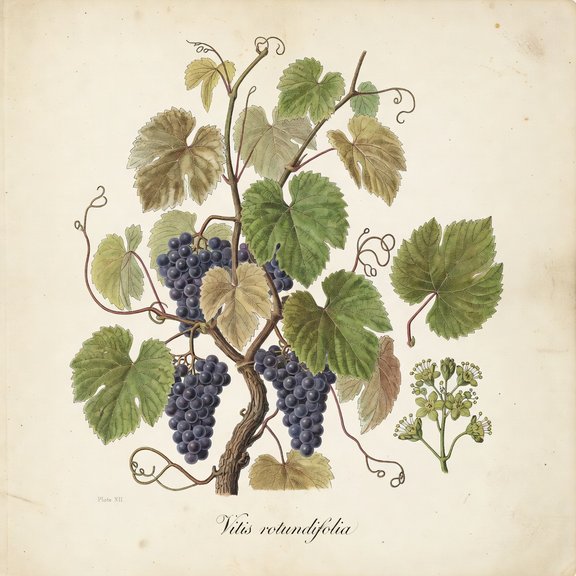 Muscadine Grape botanical plate