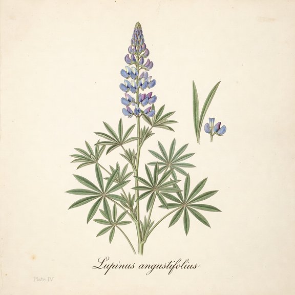 Narrow-leaf Lupine botanical plate