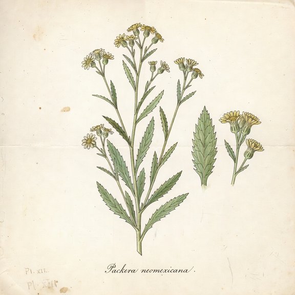 New Mexico Groundsel botanical plate