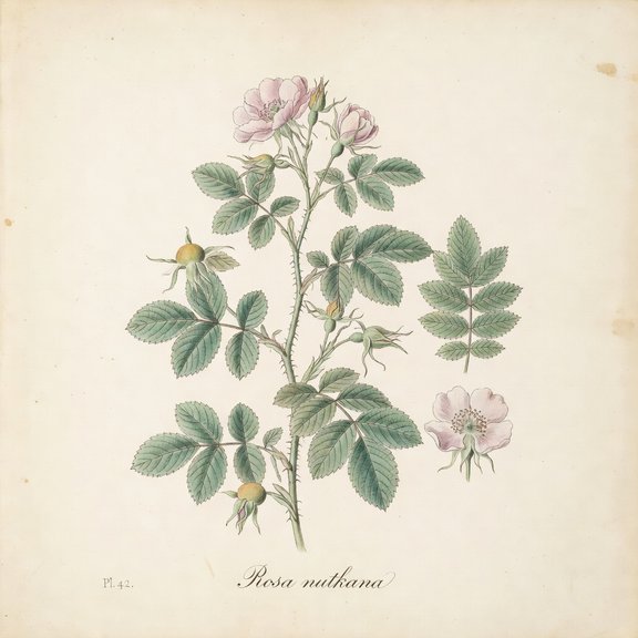 Nootka Rose botanical plate