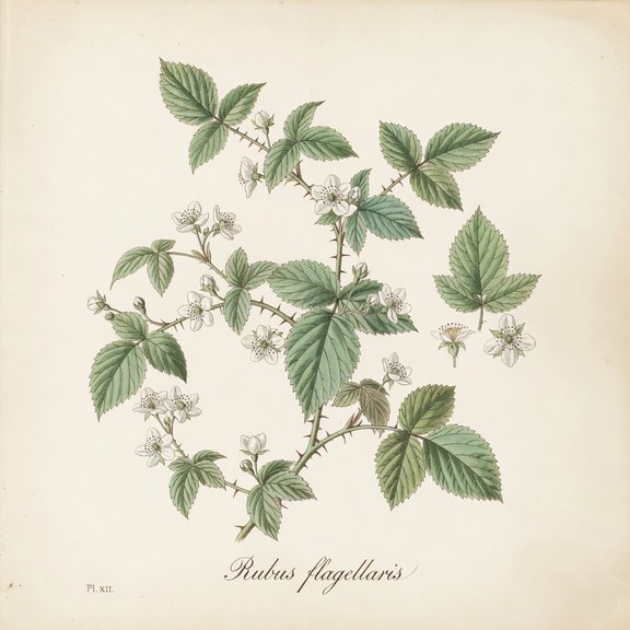 Northern Dewberry botanical plate
