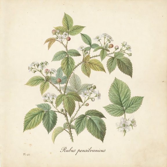 Pennsylvania Blackberry botanical plate